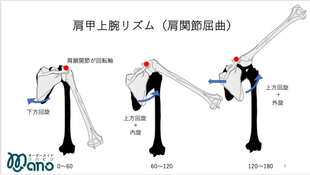 肩甲上腕リズム（肩関節屈曲）